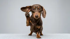 Cuidado, o seu cão está a ouvir: o que os animais de estimação percebem das suas conversas